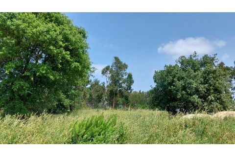 Tomt i Monte Real, Leiria, Monte Real - € 50 000 | Ref: mg1798 - foto 9