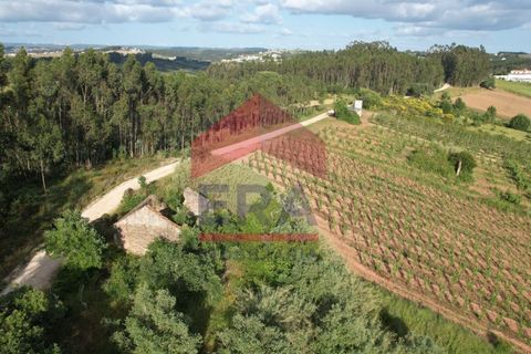 Villa i Vidais, Leiria, Vidais - € 45.000 | Ref: 150240159 - foto 8