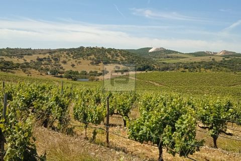 Farm i Borba, Evora, Borba - € 2.750.000 | Ref: FIN_169 - foto 1