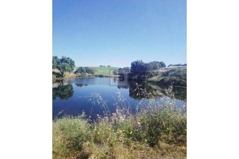Farm i Borba, Evora, Borba - € 2.750.000 | Ref: FIN_169 - foto 5