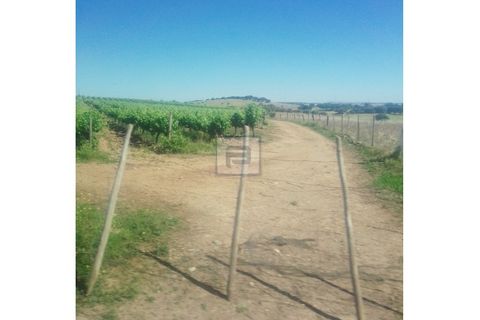 Farm i Borba, Evora, Borba - € 2.750.000 | Ref: FIN_169 - foto 8