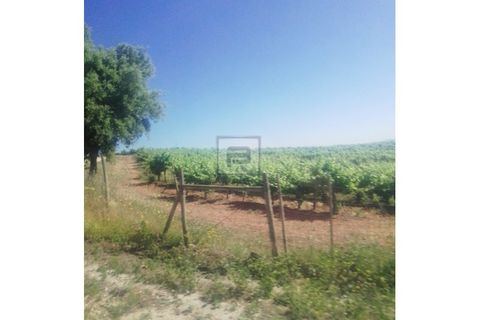 Farm i Borba, Evora, Borba - € 2.750.000 | Ref: FIN_169 - foto 3