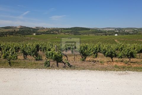 Farm i Borba, Evora, Borba - € 2.750.000 | Ref: FIN_169 - foto 2