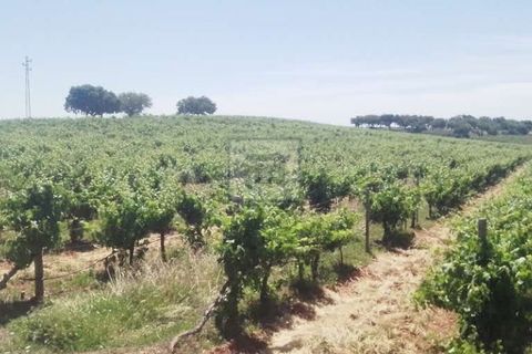 Farm i Borba, Evora, Borba - € 2.750.000 | Ref: FIN_169 - foto 4