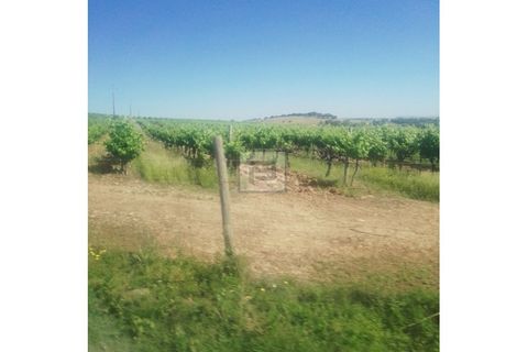 Farm i Borba, Evora, Borba - € 2.750.000 | Ref: FIN_169 - foto 6