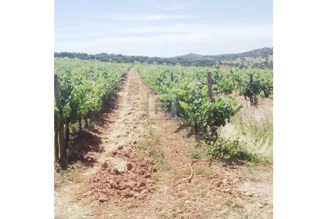 Farm i Borba, Evora, Borba - € 2.750.000 | Ref: FIN_169 - foto 7