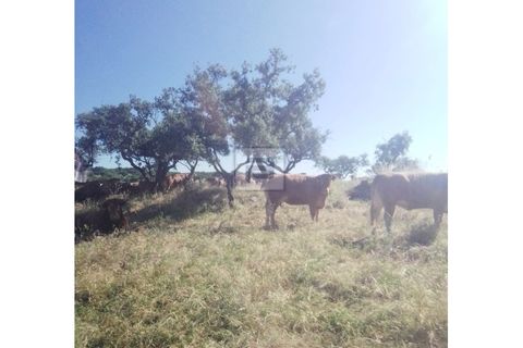 Farm i Borba, Evora, Borba - € 2.750.000 | Ref: FIN_169 - foto 14