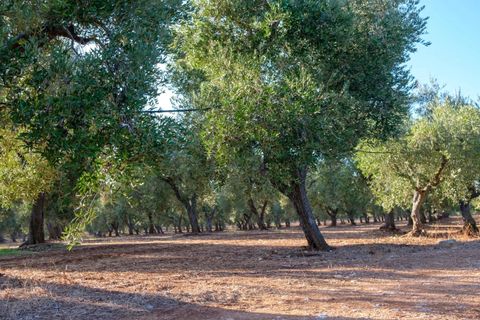 Villa em Ostuni, Brindisi, Ostuni - € 6.500.000 | Ref: V742 - foto 31