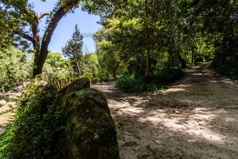 Farm i Sintra, Lisbon, Sintra - € 6.000.000 | Ref: MAS_66 - foto 6