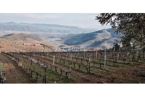 Farm i Vila Flor, Braganca, Vila Flor - € 3.950.000 | Ref: ZS_5505 (2) - foto 1