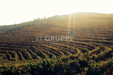 Farm i Vila Flor, Braganca, Vila Flor - € 3.950.000 | Ref: ZS_5505 (2) - foto 7