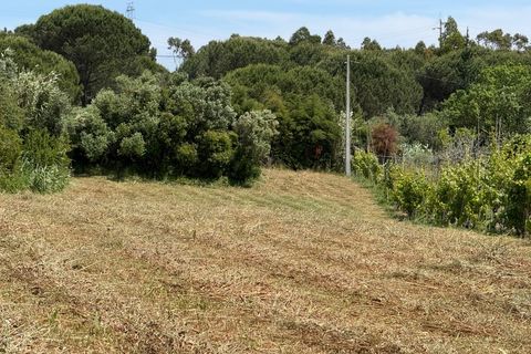 Terra a Vila Verde, Coimbra, Vila Verde - € 40.000 | Ref: ADF_32 - foto 6