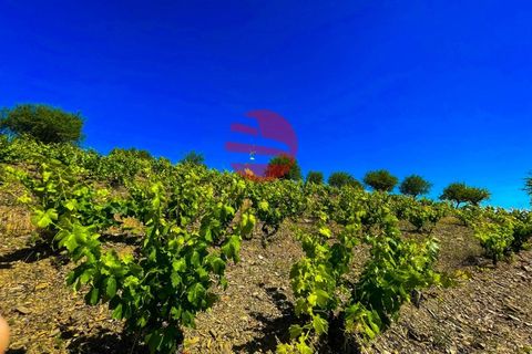Terra a Meda, Guarda, Meda - € 130.000 | Ref: 500/MDA - foto 3