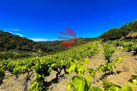 Terra a Meda, Guarda, Meda - € 130.000 | Ref: 500/MDA - foto 4