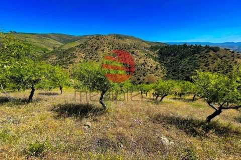 Terra a Meda, Guarda, Meda - € 130.000 | Ref: 500/MDA - foto 5