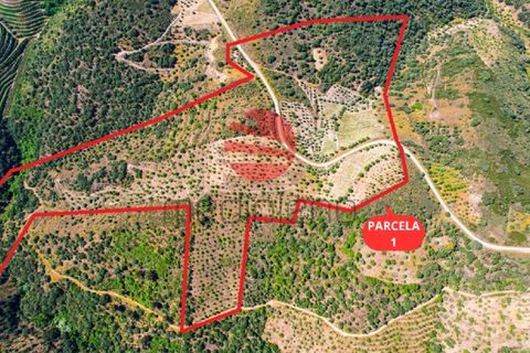 Terra a Meda, Guarda, Meda - € 130.000 | Ref: 500/MDA - foto 11