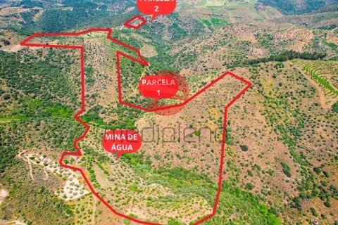 Terra a Meda, Guarda, Meda - € 130.000 | Ref: 500/MDA - foto 12