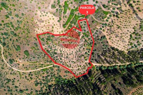 Terra a Meda, Guarda, Meda - € 130.000 | Ref: 500/MDA - foto 15