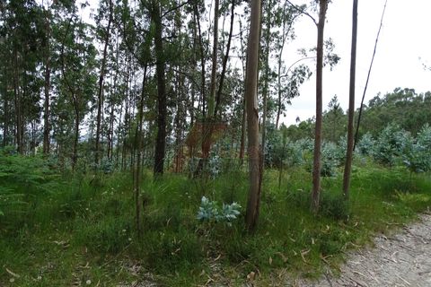 Tomt i Fafe, Braga, Fafe - € 39 900 | Ref: 002-307 - foto 3