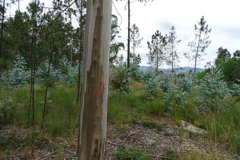 Tomt i Fafe, Braga, Fafe - € 39 900 | Ref: 002-307 - foto 6