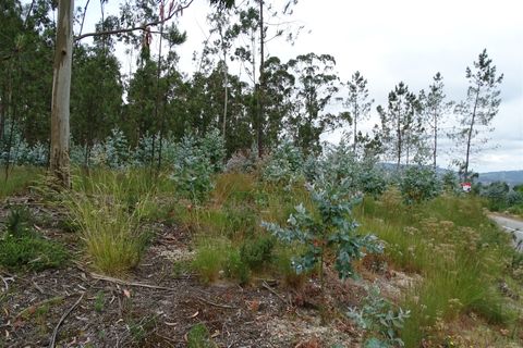 Tomt i Fafe, Braga, Fafe - € 39 900 | Ref: 002-307 - foto 10