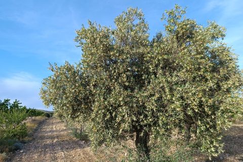 Landejendom i Yecla, Murcia, Yecla - € 98.000 | Ref: 41055-PB - foto 14