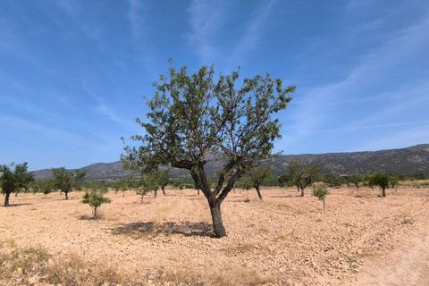 Helårsgrund i Monovar, Alicante, Monovar - € 38.500 | Ref: 61099 - foto 2