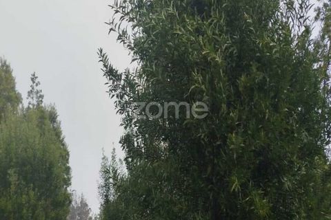 Farm i Moimenta da Beira, Viseu, Moimenta da Beira - € 250.000 | Ref: ZMPT577570 - foto 15