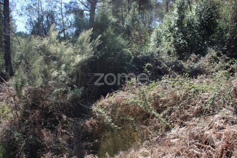 Terra a Moimenta da Beira, Viseu, Moimenta da Beira - € 25.000 | Ref: ZMPT577123 - foto 5
