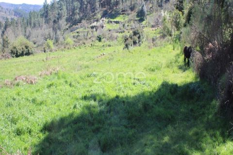 Terra a Moimenta da Beira, Viseu, Moimenta da Beira - € 25.000 | Ref: ZMPT577123 - foto 6