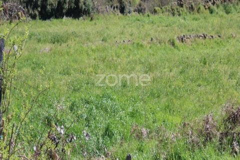 Terra a Moimenta da Beira, Viseu, Moimenta da Beira - € 25.000 | Ref: ZMPT577123 - foto 8