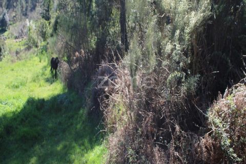Terra a Moimenta da Beira, Viseu, Moimenta da Beira - € 25.000 | Ref: ZMPT577123 - foto 9