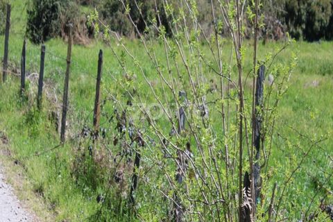 Terra a Moimenta da Beira, Viseu, Moimenta da Beira - € 25.000 | Ref: ZMPT577123 - foto 12