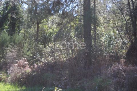 Terra a Moimenta da Beira, Viseu, Moimenta da Beira - € 25.000 | Ref: ZMPT577123 - foto 13