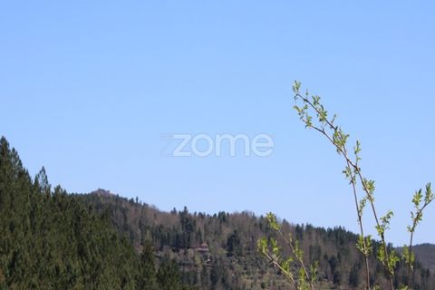 Terra a Moimenta da Beira, Viseu, Moimenta da Beira - € 25.000 | Ref: ZMPT577123 - foto 14