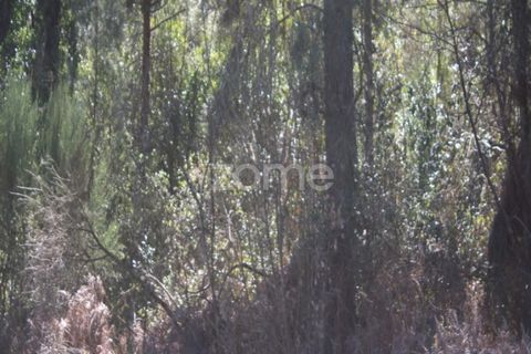 Terra a Moimenta da Beira, Viseu, Moimenta da Beira - € 25.000 | Ref: ZMPT577123 - foto 15