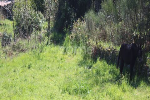 Terra a Moimenta da Beira, Viseu, Moimenta da Beira - € 25.000 | Ref: ZMPT577123 - foto 17