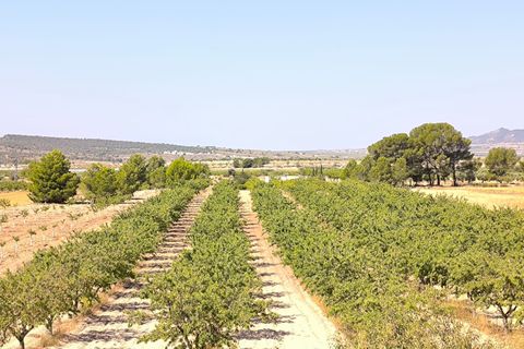Helårsgrund i Monovar, Alicante, Monovar - € 45.500 | Ref: 61101 - foto 4