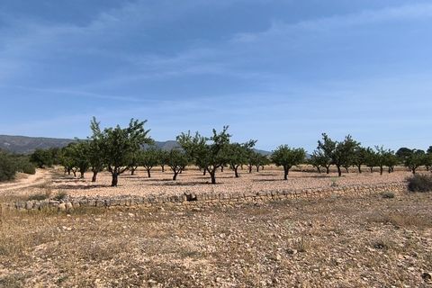 Helårsgrund i Monovar, Alicante, Monovar - € 16.500 | Ref: 61100 - foto 6