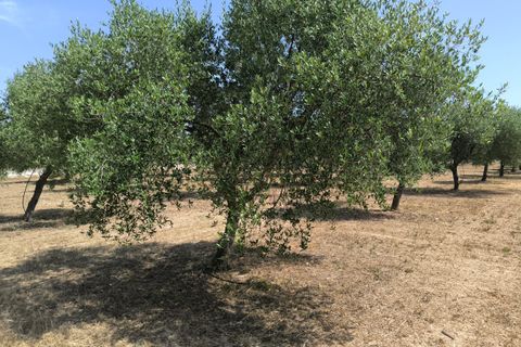 Landejendom i Llubi, Mallorca, Llubi - € 2.150.000 | Ref: LLI53089ETV - foto 27