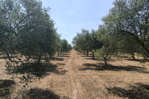 Landejendom i Llubi, Mallorca, Llubi - € 2.150.000 | Ref: LLI53089ETV - foto 28