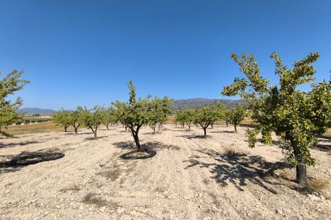 Helårsgrund i Monovar, Alicante, Monovar - € 12.500 | Ref: 61107 - foto 4