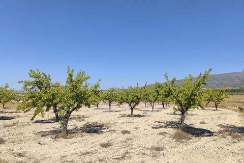 Helårsgrund i Monovar, Alicante, Monovar - € 12.500 | Ref: 61107 - foto 6