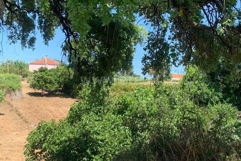 Landejendom i Proenca-a-Nova, Castelo Branco, Proenca-a-Nova - € 72.500 | Ref: 102250104 - foto 6
