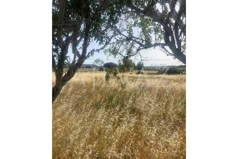 Farm i Luz, Faro, Luz - € 430.000 | Ref: MAS_329 - foto 22