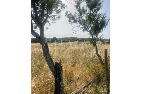 Farm i Luz, Faro, Luz - € 430.000 | Ref: MAS_329 - foto 23