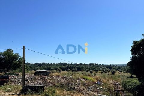 Helårsgrund i Escalos de Cima e Lousa, Castelo Branco, Escalos de Cima e Lousa - € 750.000 | Ref: 125051 - foto 12