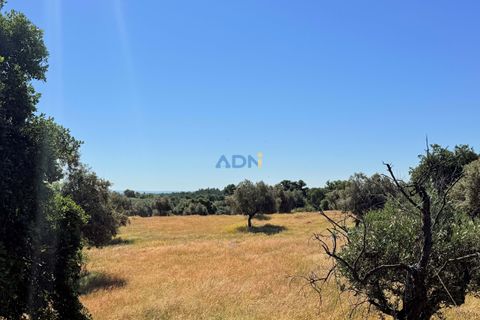 Helårsgrund i Escalos de Cima e Lousa, Castelo Branco, Escalos de Cima e Lousa - € 750.000 | Ref: 125051 - foto 28