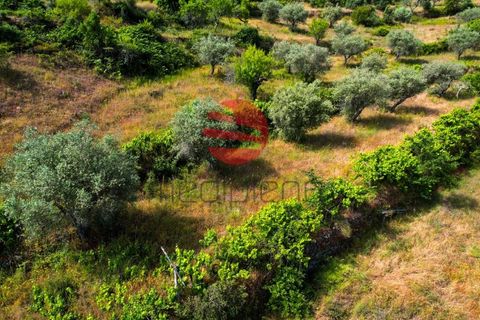 Terra a Longroiva, Guarda, Longroiva - € 17.000 | Ref: 480/MDA - foto 3