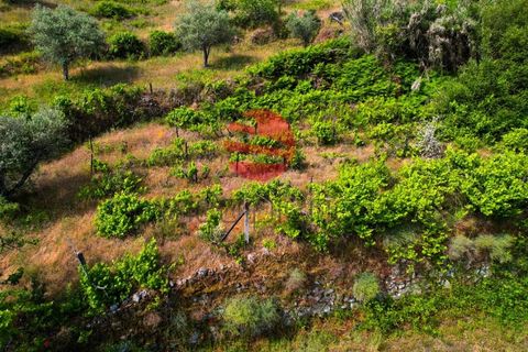 Terra a Longroiva, Guarda, Longroiva - € 17.000 | Ref: 480/MDA - foto 4